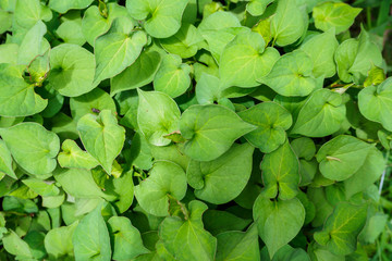 Houttuynia cordata kwon as fish mint or Plu Kaow Thai herbal medicine