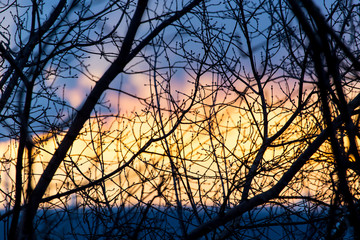 Bare branches of trees at sunrise in the morning