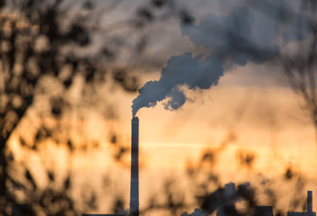 Smoke from pipes in the plant behind the branches of trees
