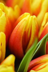 tulip flowers closeup
