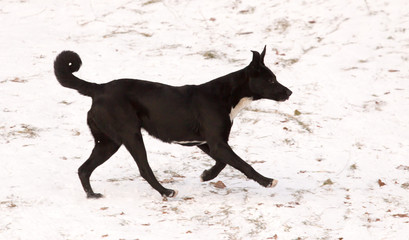 A dog is running on the snow in the winter in the park