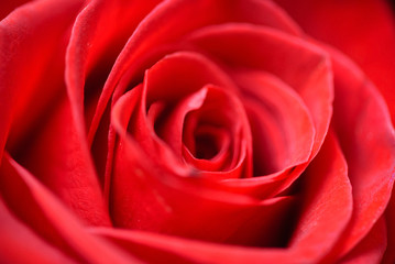 rose flower closeup