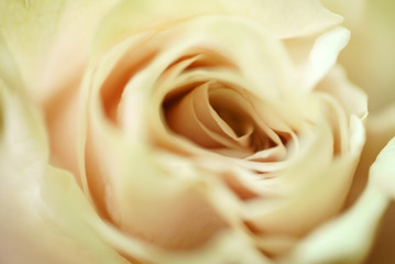 Obraz na płótnie Canvas rose flower closeup