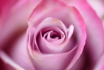 rose flower closeup