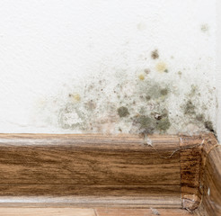 Mold on the white wall in the house