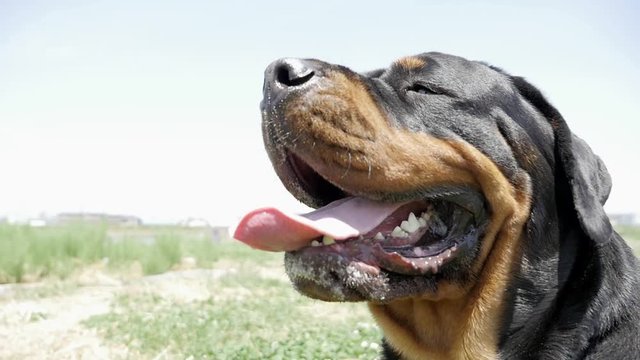 Take the dog for a walk (Rottweiler)