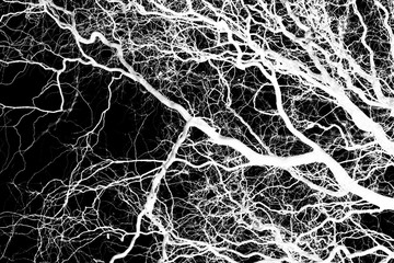 Naked tree branches on a black background
