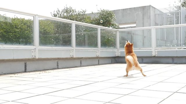 Dog playing outside (Shiba Inu)