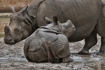 Indian rhinoceros mother with a baby in the beautiful nature looking habitat. One horned rhino. Endangered species. The biggest kind of rhinoceros on the earth.
