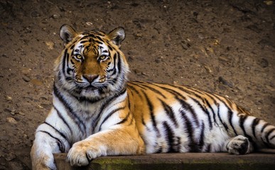 Fototapeta na wymiar Tiger