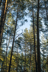 Pine forest in the autumn