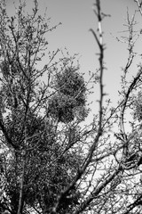 Parasitic European mistletoe or common mistletoe Viscum on the tree. Monochrome photo