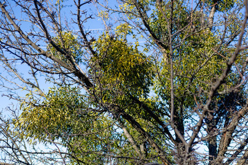 Parasitic European mistletoe or common mistletoe Viscum on the tree.