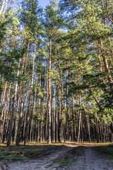 Road in the pine forest in autumn