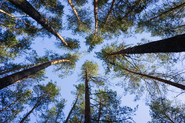 Tops of pine trees in the forest