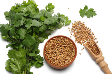 coriander leaves and seeds isolated on white background top view