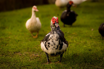 Muscovy ducks roaming on the grass in Organic Farm  in Thailand. Beautiful male Muscovy duck. Close up.