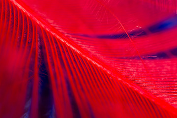 Blue and red feather as an abstract background