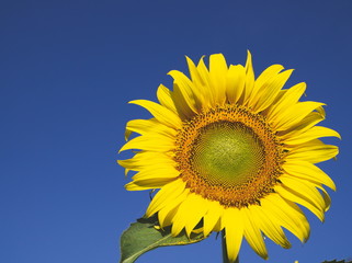Obraz premium Sunflowers on a blue sky background 