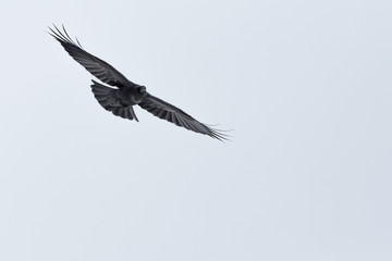 portrait flying northern raven (corvus corax) spread wings, white background