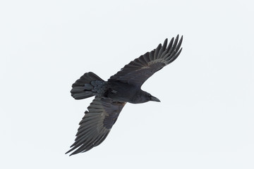 Obraz premium portret latającego samotnego kruka północnego (corvus corax)