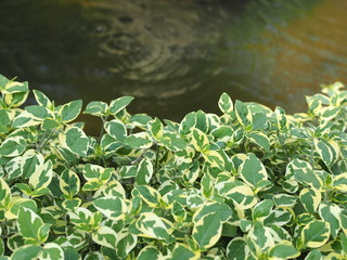 Obraz na płótnie Canvas Water plants