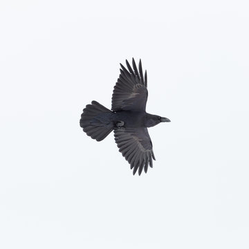 flying northern raven bird (corvus corax) spread wings on white background