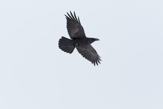 flying northern raven bird (corvus corax) spread wings, white background