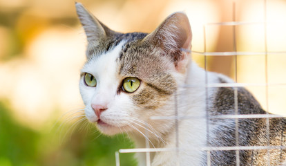 Portrait of a domestic cat in nature