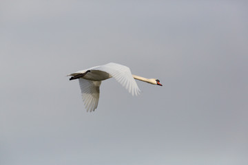 one isolated mute swan bird (cygnus olor) in flight with spread wings