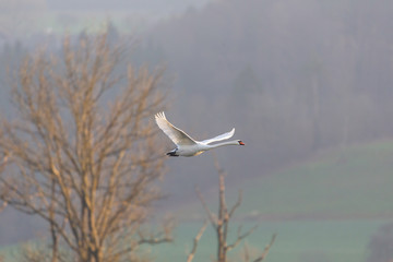 flying mute swan (cygnus olor) leafless tree