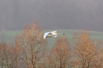 one mute swan (cygnus olor) in flight, leafless trees