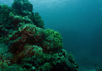AQUATIC AND MARINE LIFE