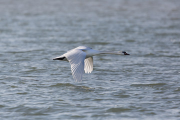Fototapeta na wymiar one mute swan bird (cygnus olor) in flight over blue water surface