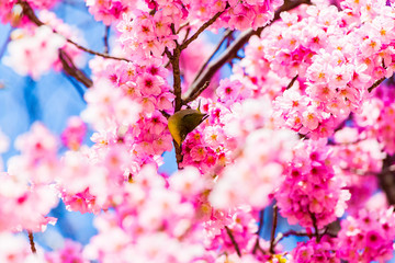 The Japanese White-eye.The background is Yoko cherry blossoms. Located in Tokyo Prefecture Japan.