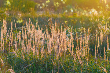 the grass glows in the setting sun, on blurred background with lush meadows, with the bokeh effect