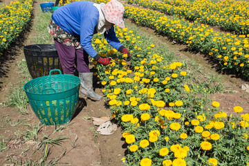 Woman farmer cutting marigold