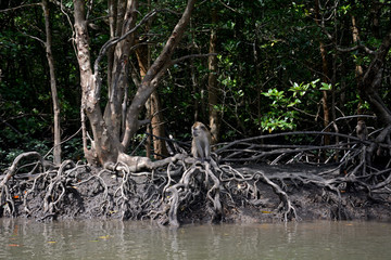 Long-tailed macaque, Langkawi, Malaysia