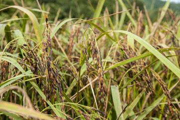 Close up shot of Sabah Native Paddy which being called Padi Huma.