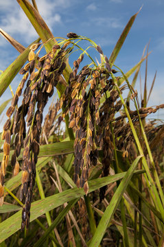 Close up shot of Sabah Native Paddy which being called Padi Huma.