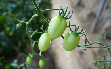 green house vegetable