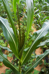 green house vegetable