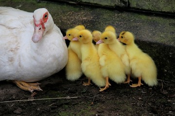 Ente beschützt Küken