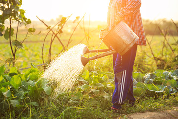 Thai farmer or gardener watering in vegetable farm with watering can and view of sunset effect background © SKT Studio