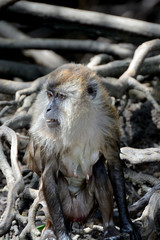 Long-tailed macaque, Langkawi, Malaysia