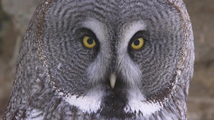 Great grey owl portrait