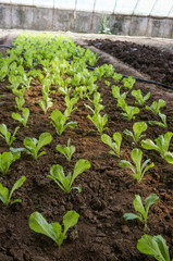 green house vegetable