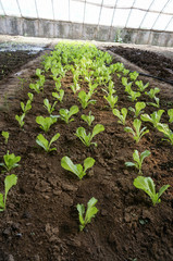 green house vegetable