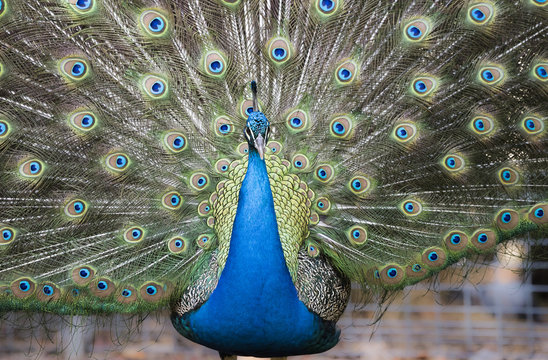 Peacock fanning