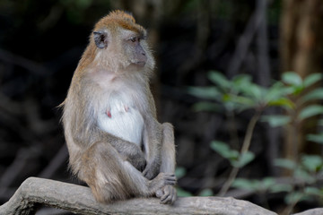 Long-tailed macaque, Langkawi, Malaysia